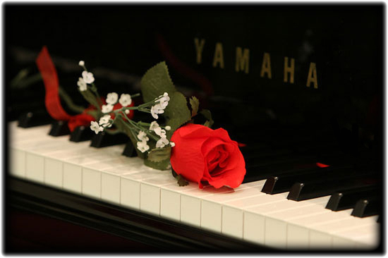 piano rose